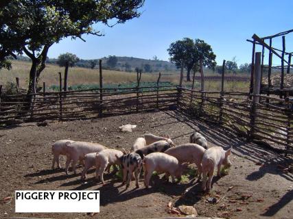 1_PIGGERY
